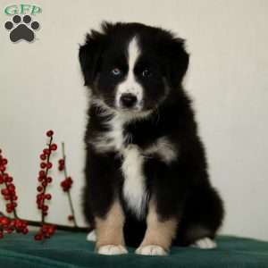 Harvey, Miniature Australian Shepherd Puppy